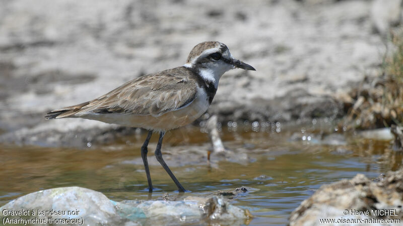 Madagascar Plover