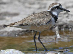 Madagascar Plover