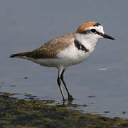 Kentish Plover