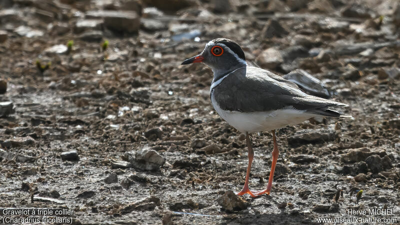 Three-banded Plover