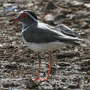 Three-banded Plover