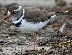 Three-banded Plover