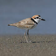 Malaysian Plover