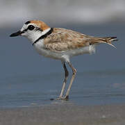 Malaysian Plover