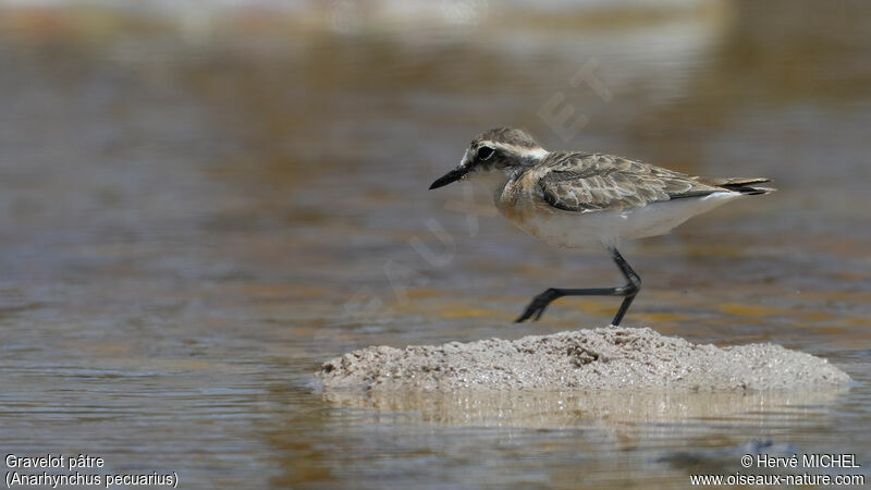 Kittlitz's Plover