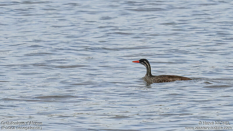 African Finfoot