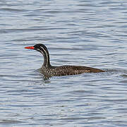 African Finfoot