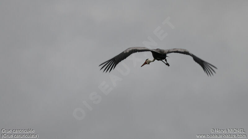 Grue caronculée