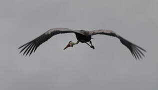 Wattled Crane