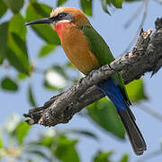 White-fronted Bee-eater