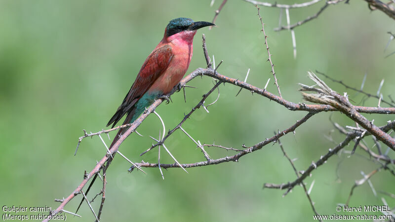 Southern Carmine Bee-eater