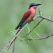 Southern Carmine Bee-eater