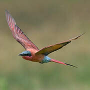 Southern Carmine Bee-eater