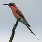 Southern Carmine Bee-eater