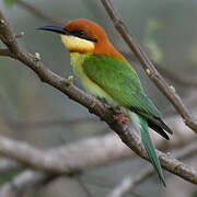 Chestnut-headed Bee-eater