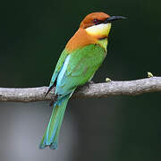 Chestnut-headed Bee-eater