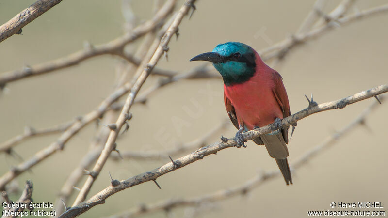 Northern Carmine Bee-eater