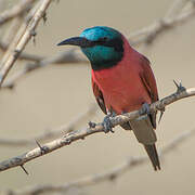 Northern Carmine Bee-eater