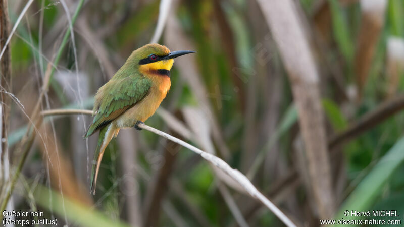 Little Bee-eater