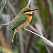 Little Bee-eater