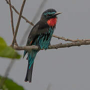 Black Bee-eater