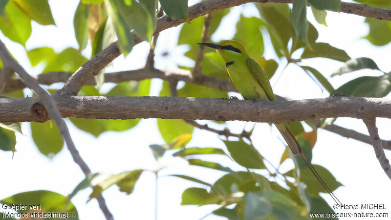 African Green Bee-eater