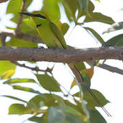 African Green Bee-eater