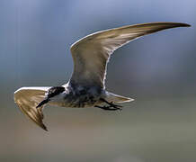 Whiskered Tern