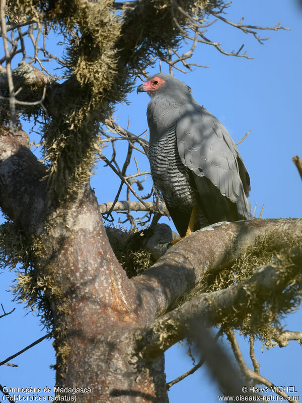 Gymnogène de Madagascar