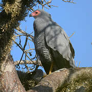 Madagascar Harrier-Hawk