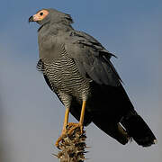 Madagascar Harrier-Hawk