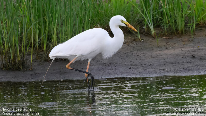 Yellow-billed Egret