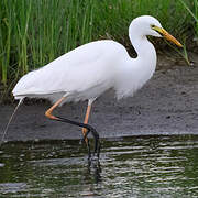 Yellow-billed Egret