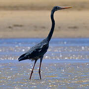 Humblot's Heron