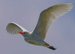 Western Cattle Egret