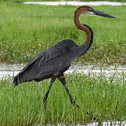 Goliath Heron