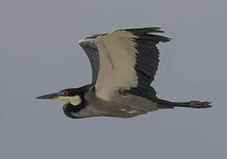 Black-headed Heron