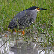 Striated Heron