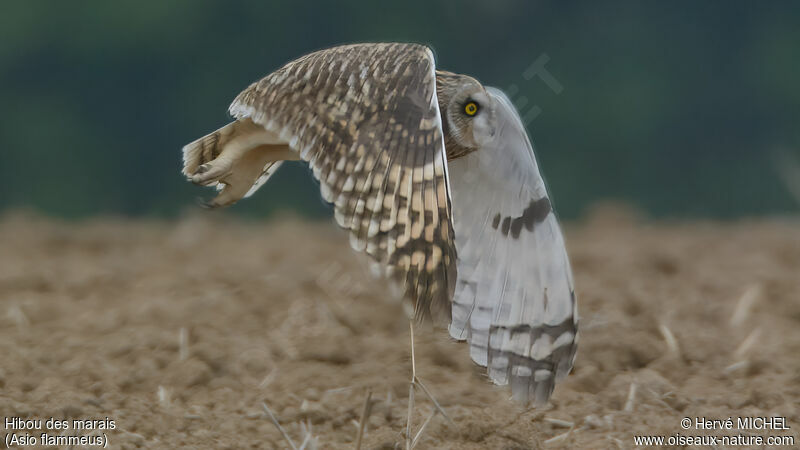 Hibou des marais