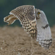 Hibou des marais