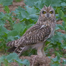 Hibou des marais