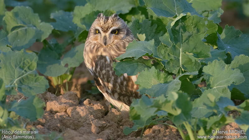 Hibou des marais