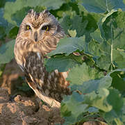 Short-eared Owl