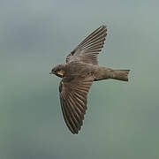 Large Rock Martin