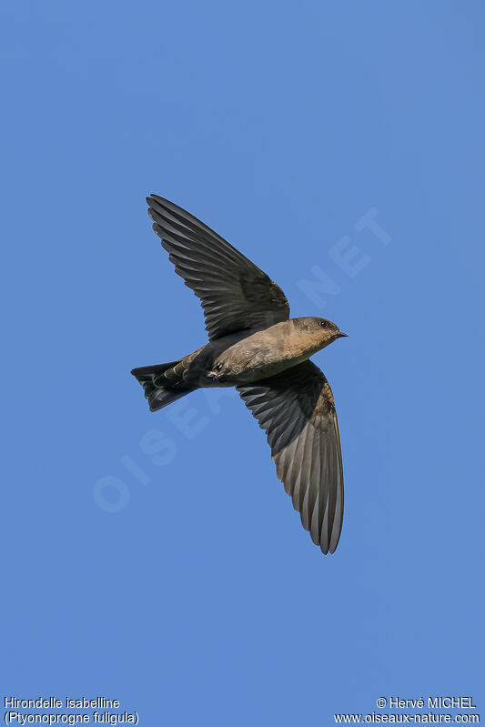 Large Rock Martin