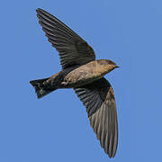 Large Rock Martin