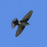 Large Rock Martin