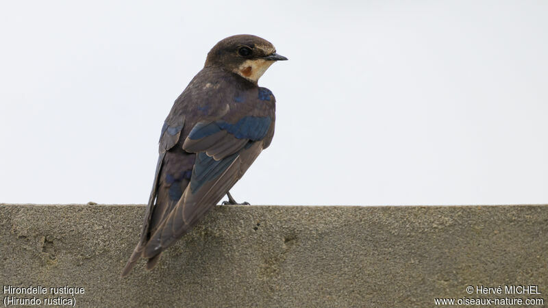 Barn Swallowadult post breeding