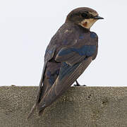 Barn Swallow