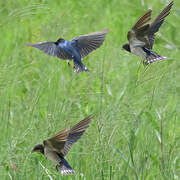 Barn Swallow